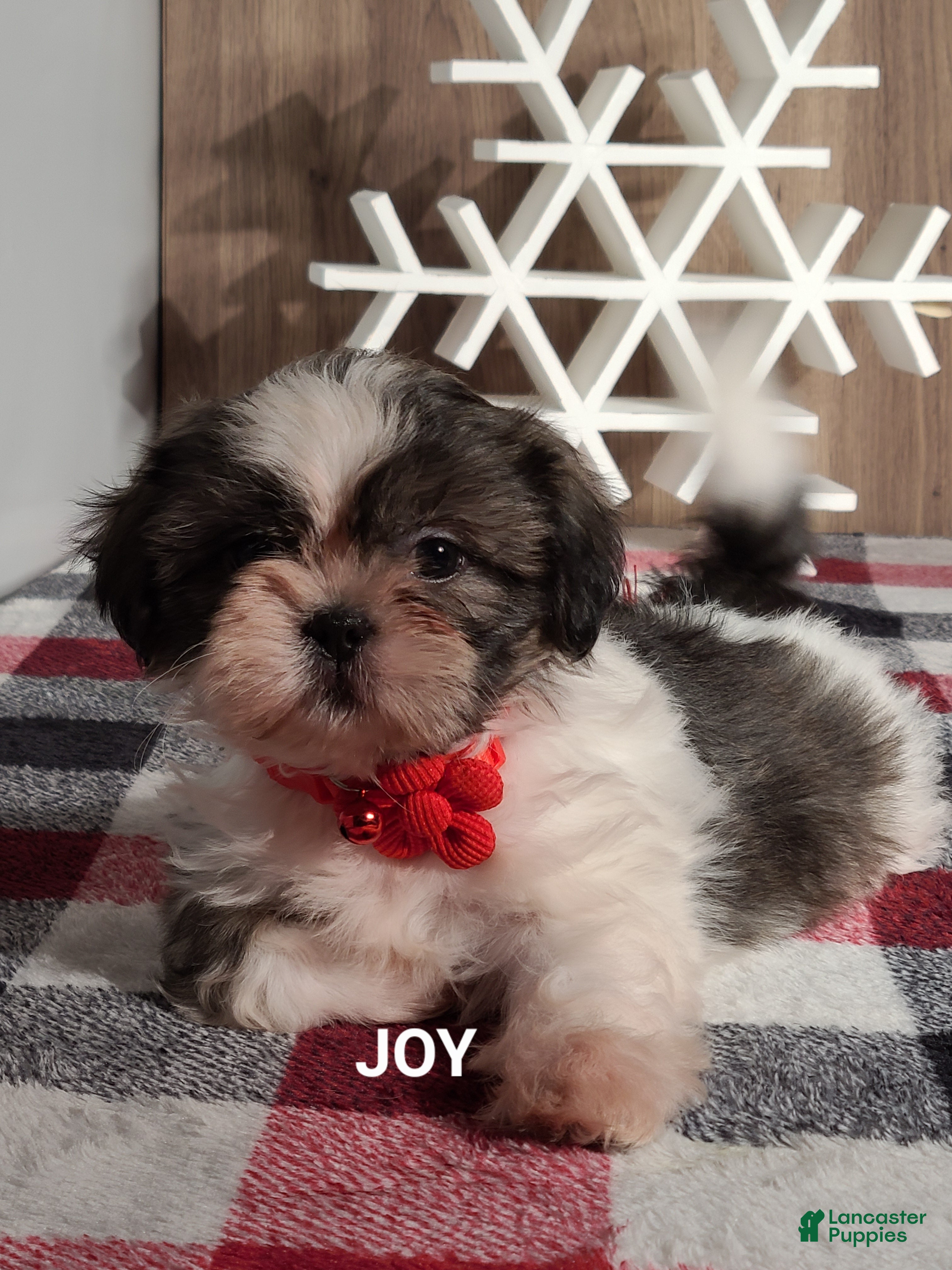 Shih Tzu dogs Joy  - Ad 20