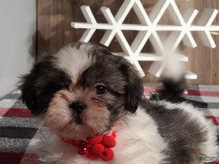 Shih Tzu dogs Joy - Ad 20