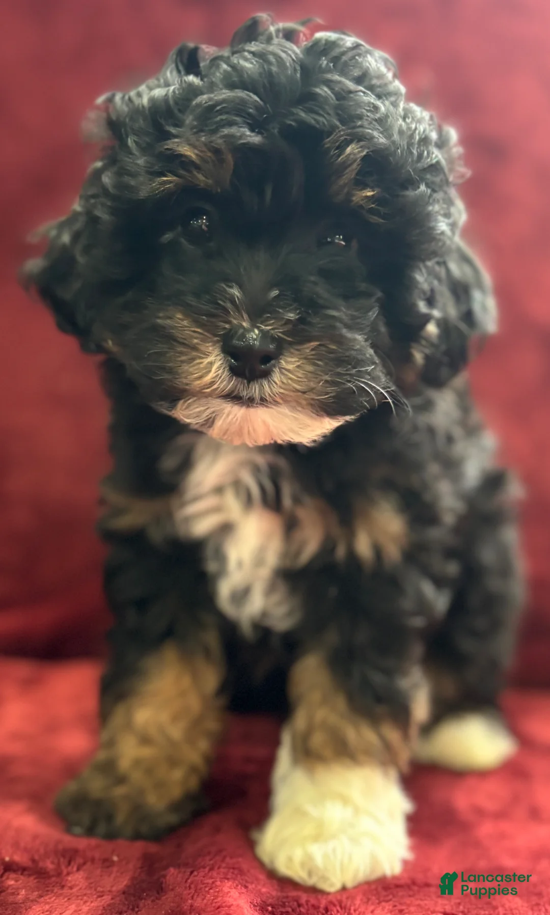 Mini Bernedoodle dogs for sale: Bear - Ad 1