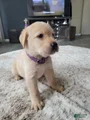 Labrador Retriever Puppy 7