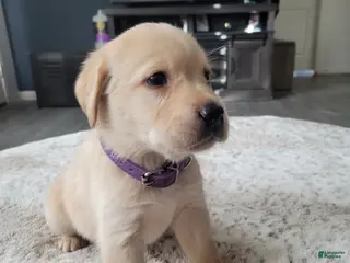 Labrador Retriever dogs for sale: Labrador Retriever Puppy 7 - Ad 1