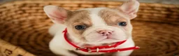 French Bulldog dogs for sale: Romeo - Ad 6