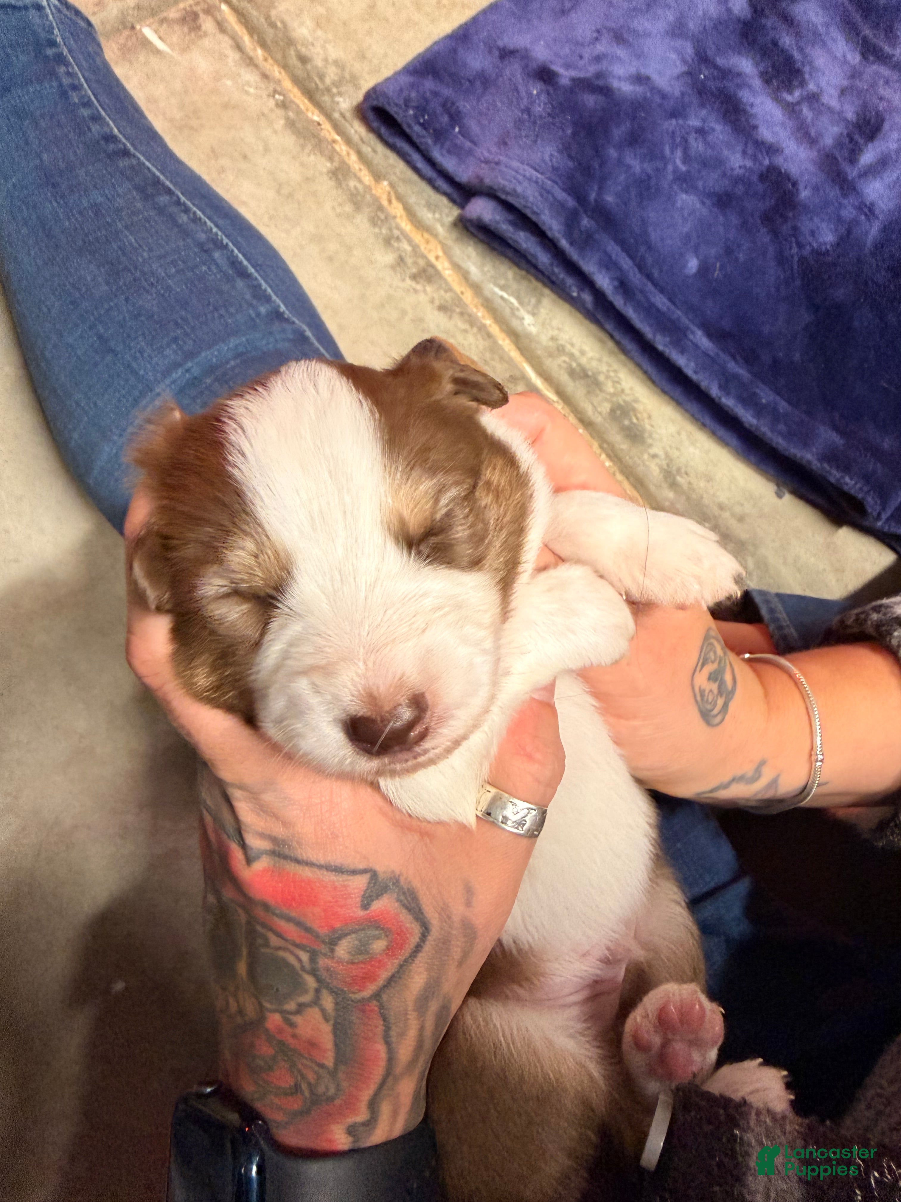 Australian Shepherd dogs Australian Shepherd Puppy -Charles   - Ad 17