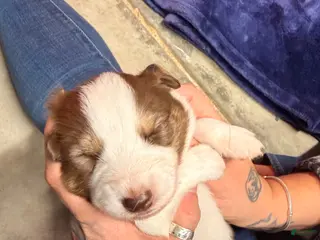 Australian Shepherd dogs Australian Shepherd Puppy -Charles - Ad 2