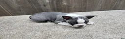 Boston Terrier dogs for sale: Boston Terrier Puppy 2 - Ad 2