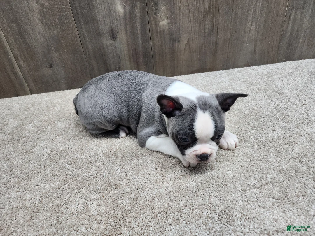 Boston Terrier dogs for sale: Boston Terrier Puppy 2 - Ad 2