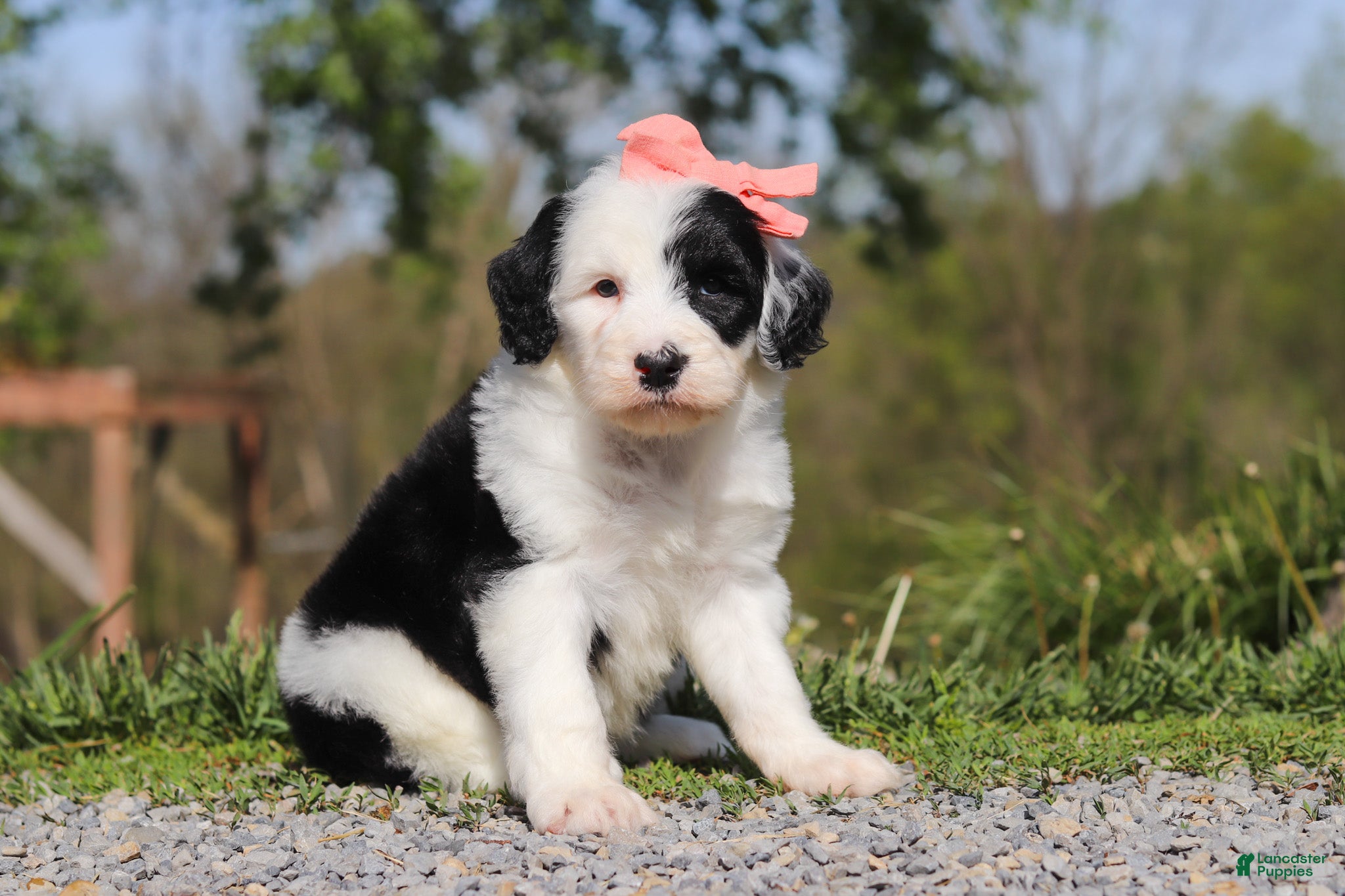 Sheepadoodle dogs for sale: Allie - Ad 3