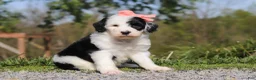 Sheepadoodle dogs for sale: Allie - Ad 1