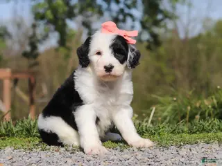 Sheepadoodle dogs for sale: Allie - Ad 3