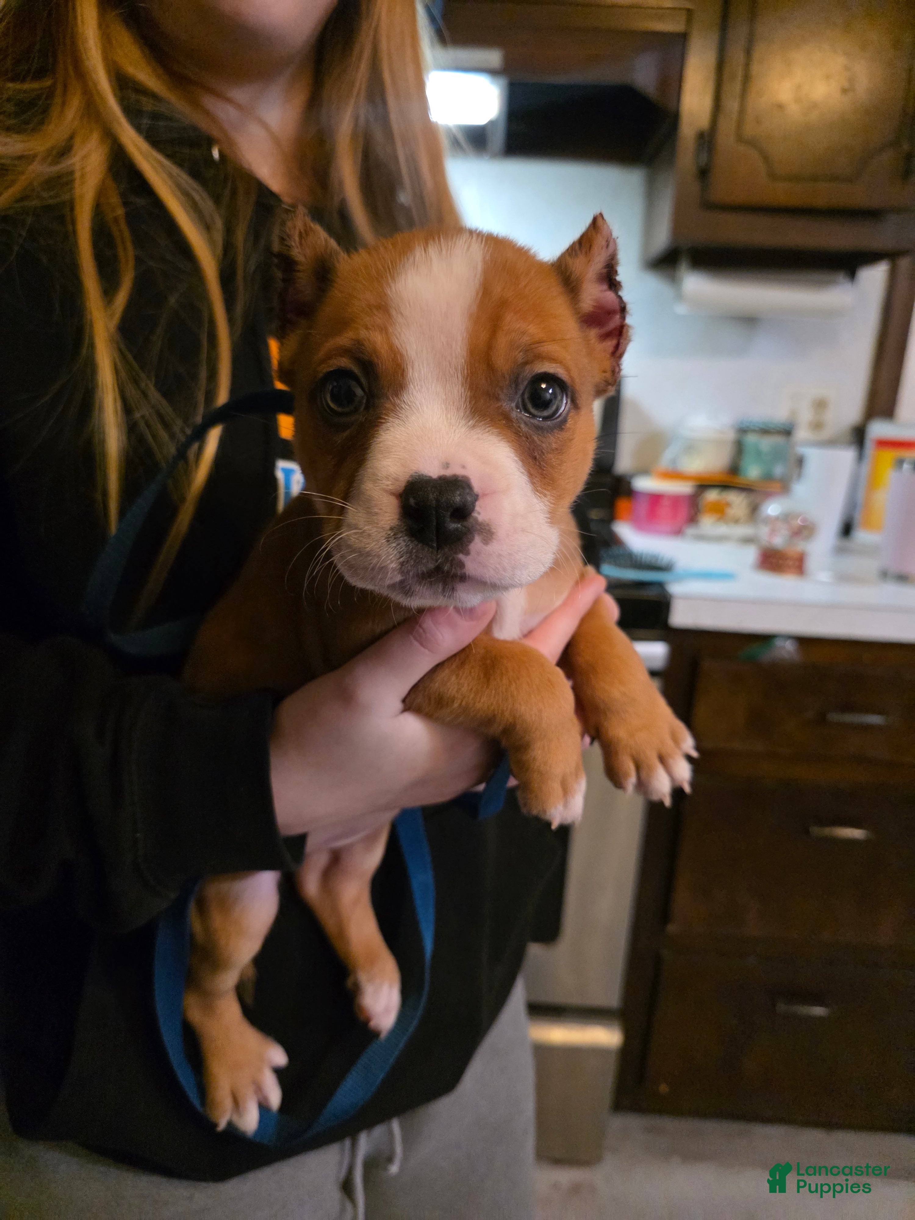 American Bully dogs Milo - Ad 32