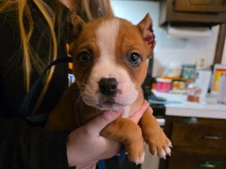 American Bully dogs Milo - Ad 4