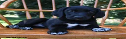 Mixed Breed dogs for sale: Hearts - Ad 3