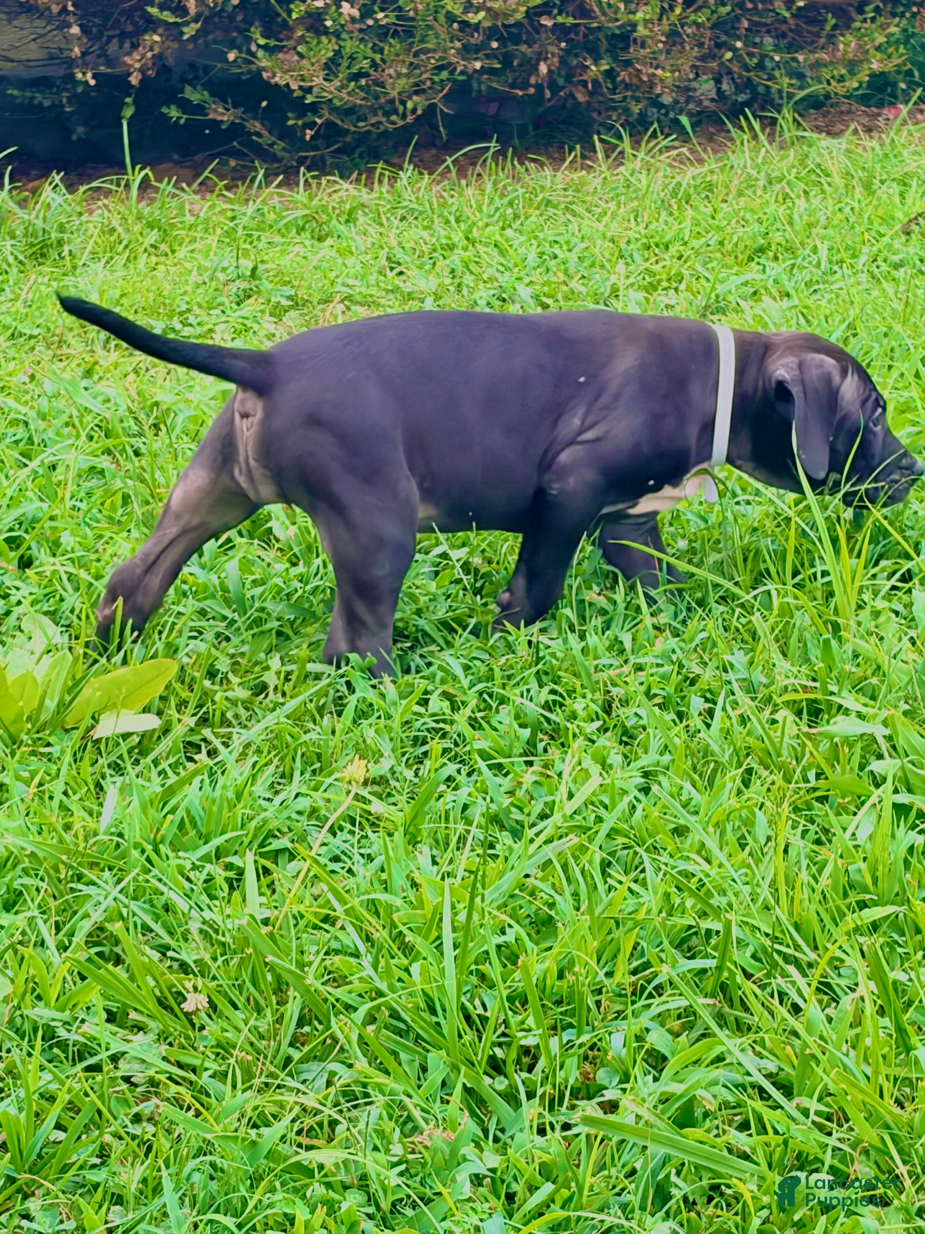 Presa Canario dogs Presa Canario 3 - Ad 1