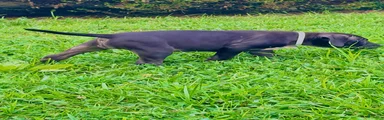 Presa Canario 3