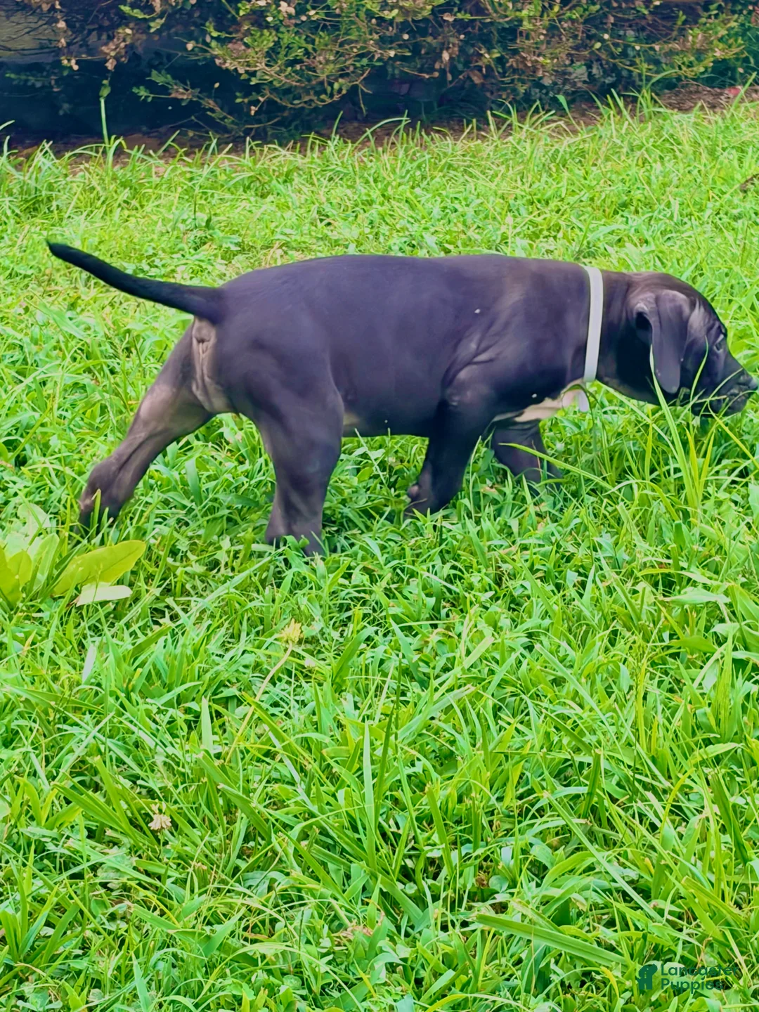 Presa Canario dogs for sale: Presa Canario 3 - Ad 1