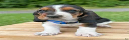 Basset Hound dogs for sale: Oscar - Ad 22