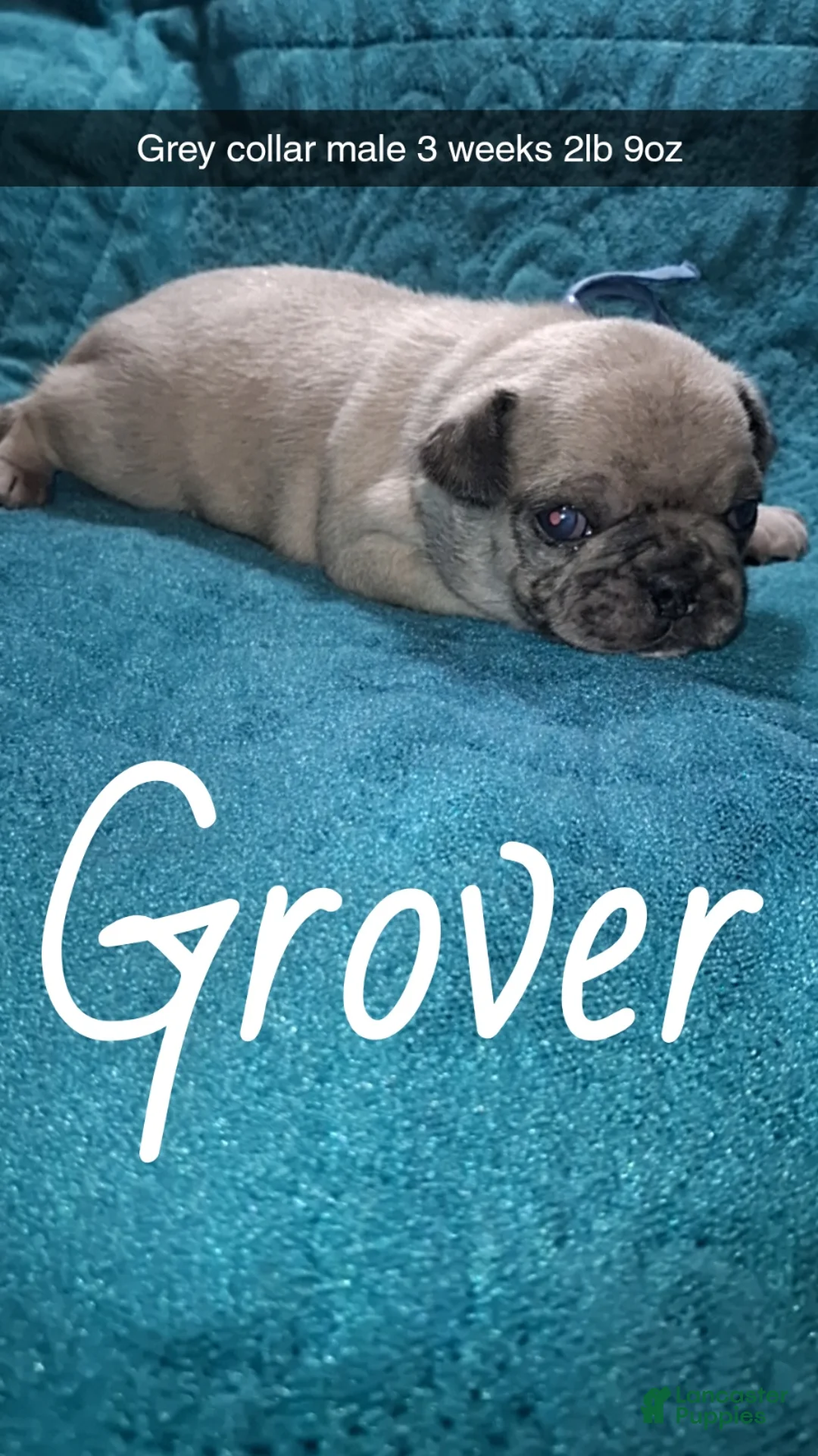 Pug dogs for sale: Grover  - Ad 2