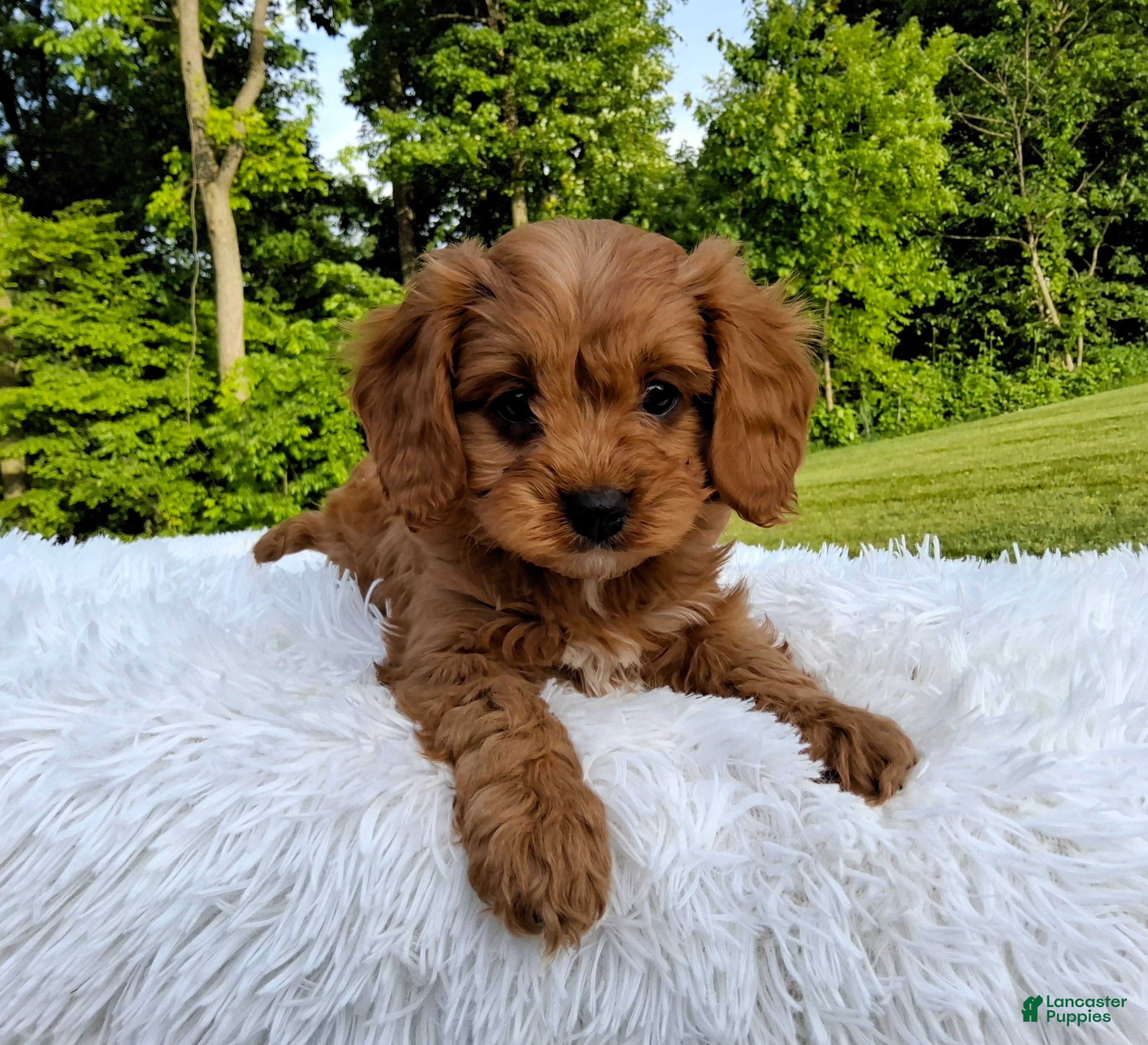 Cavapoo dogs Peanut - Ad 1