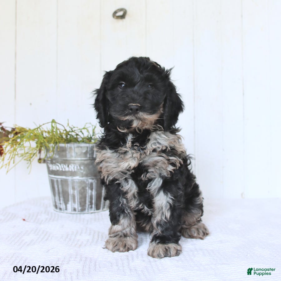 Cockapoo dogs Mick  - Ad 2