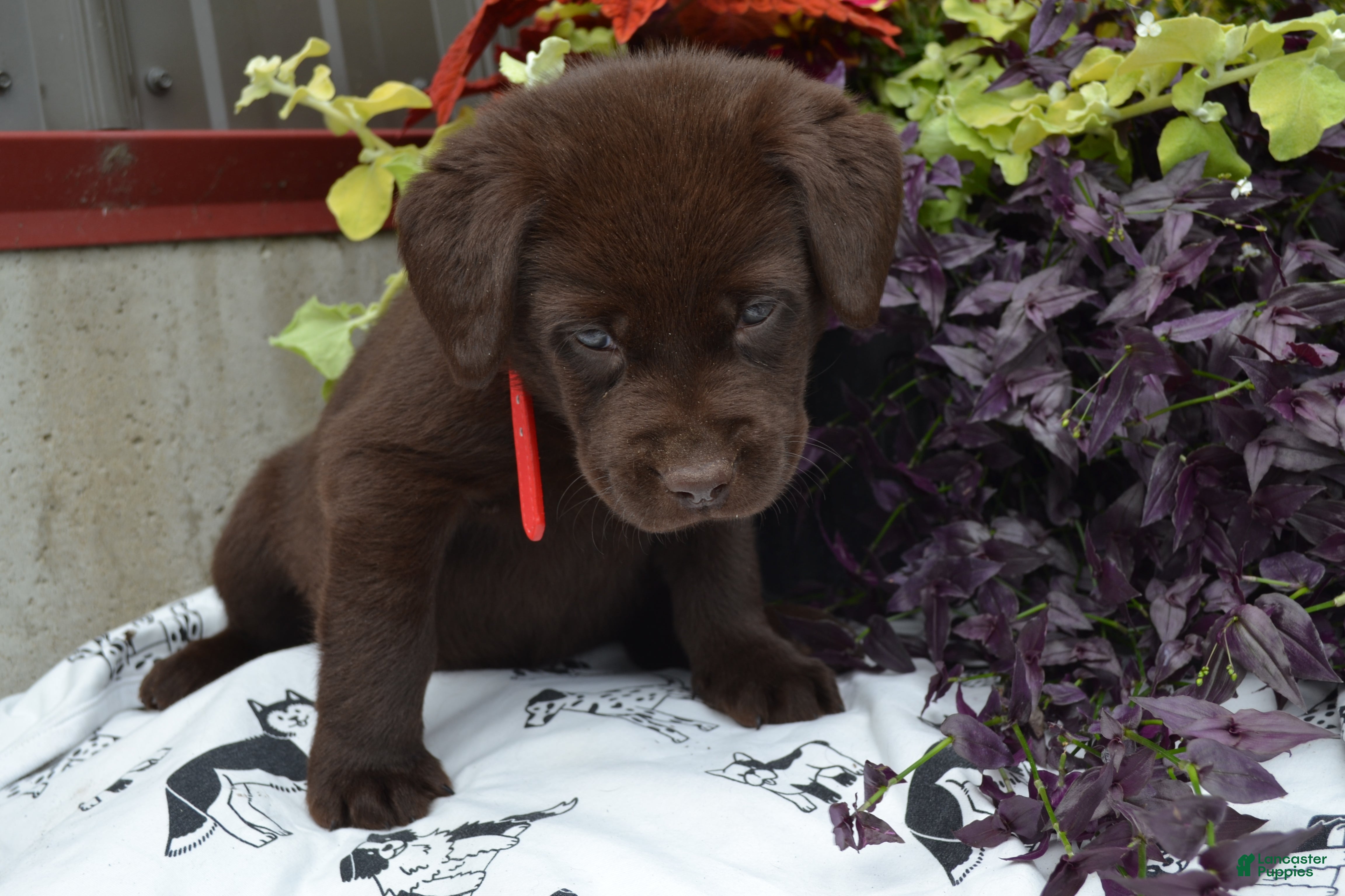 Labrador Retriever dogs Lola - Ad 1