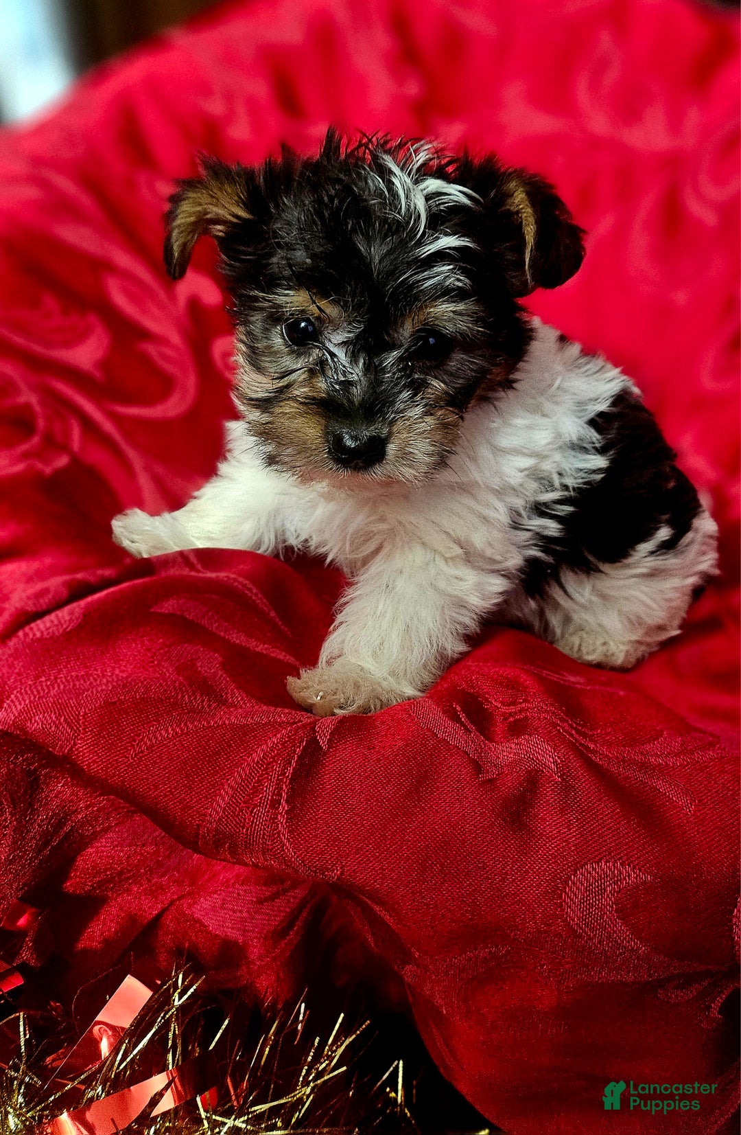Yorkshire Terrier dogs for sale: ELFIE  - Ad 4