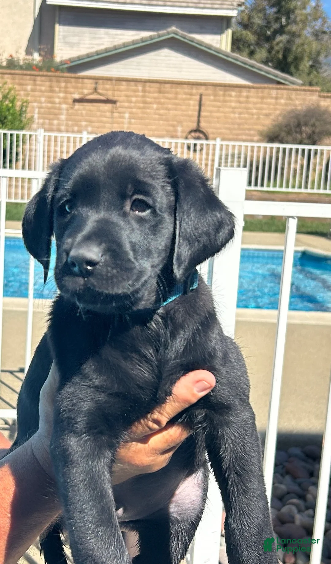 Labrador Retriever dogs for sale: Labrador Retriever 1 - Ad 1