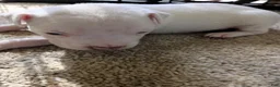 American Pit Bull Terrier dogs for sale: American Pit Bull Terrier 7 - Ad 6