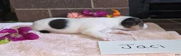 Wire Fox Terrier dogs for sale: (Jaci)  Wire Fox Terrier 2 - Ad 1