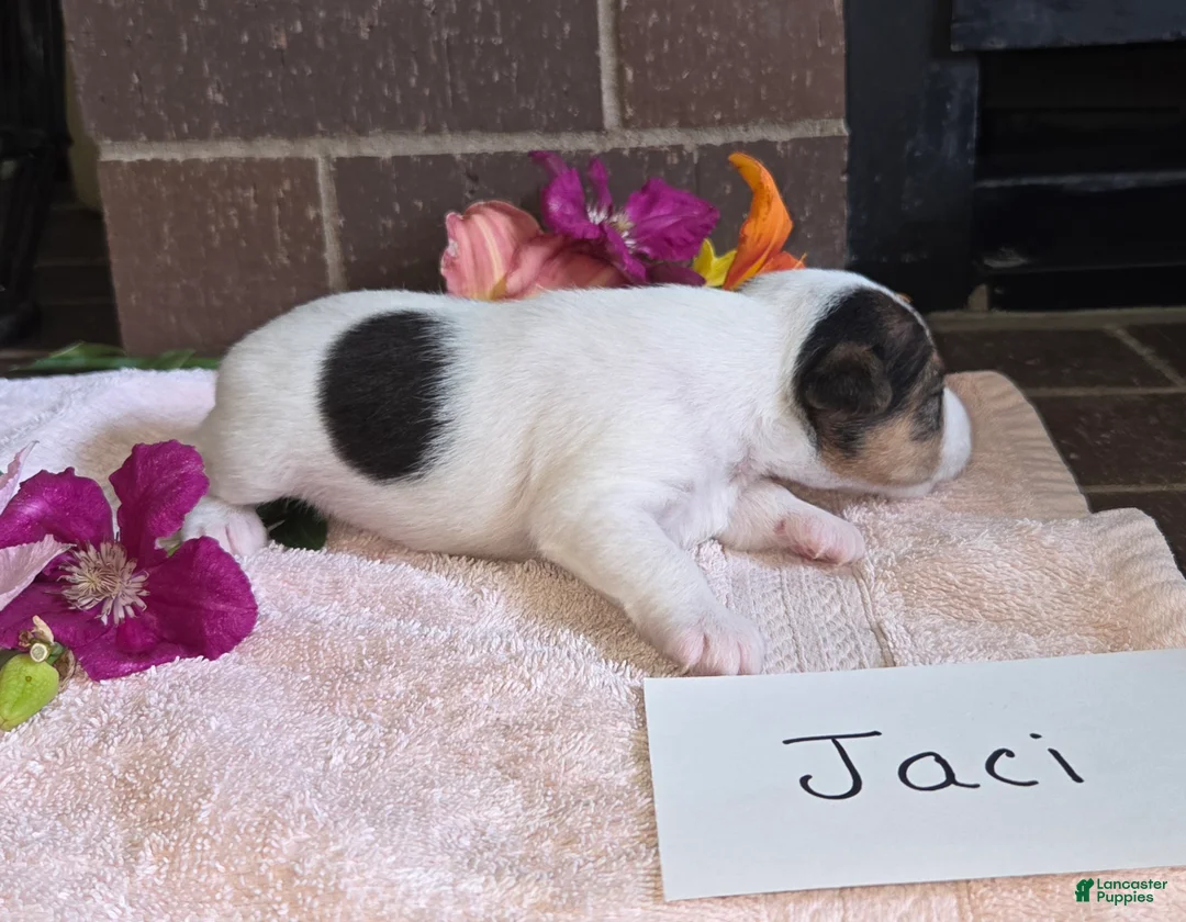 Wire Fox Terrier dogs for sale: (Jaci)  Wire Fox Terrier 2 - Ad 1