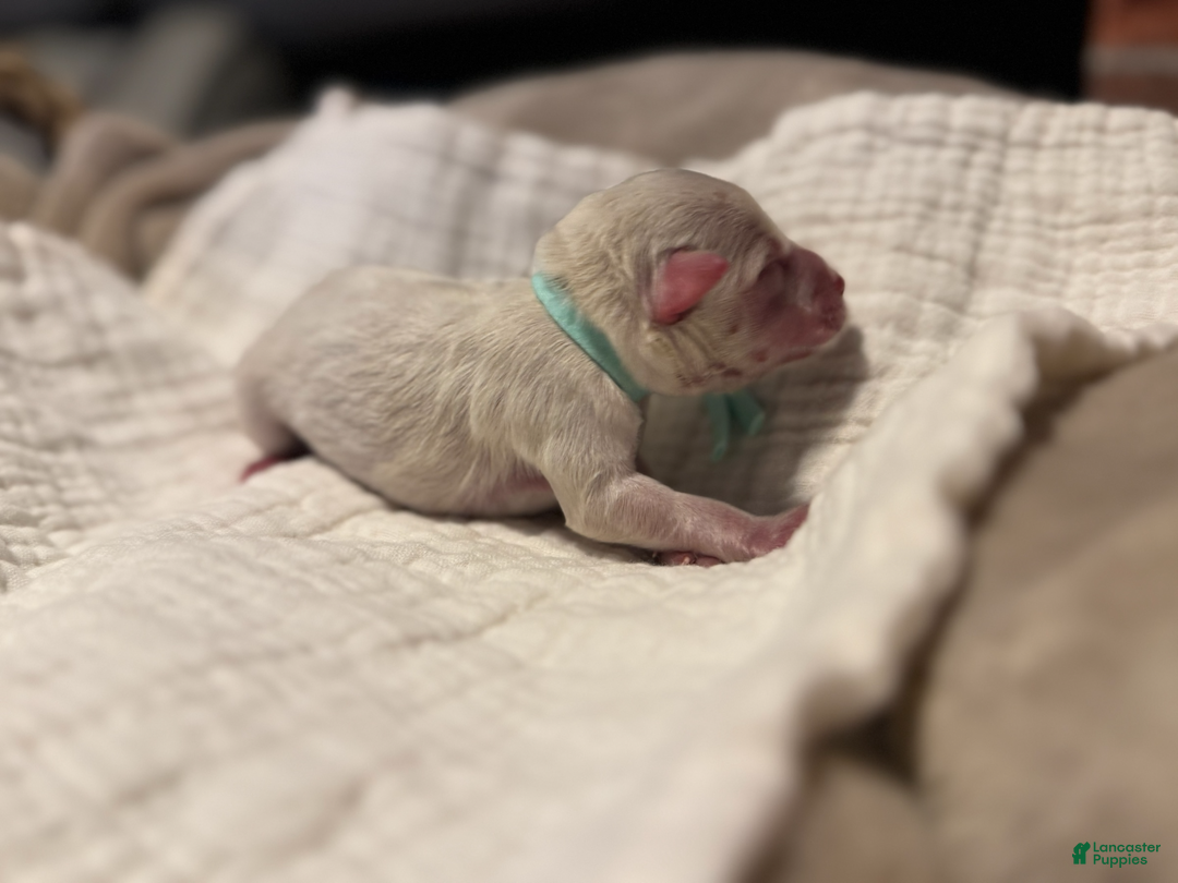 Miniature Schnauzer dogs for sale: Mr. Frost - Ad 3