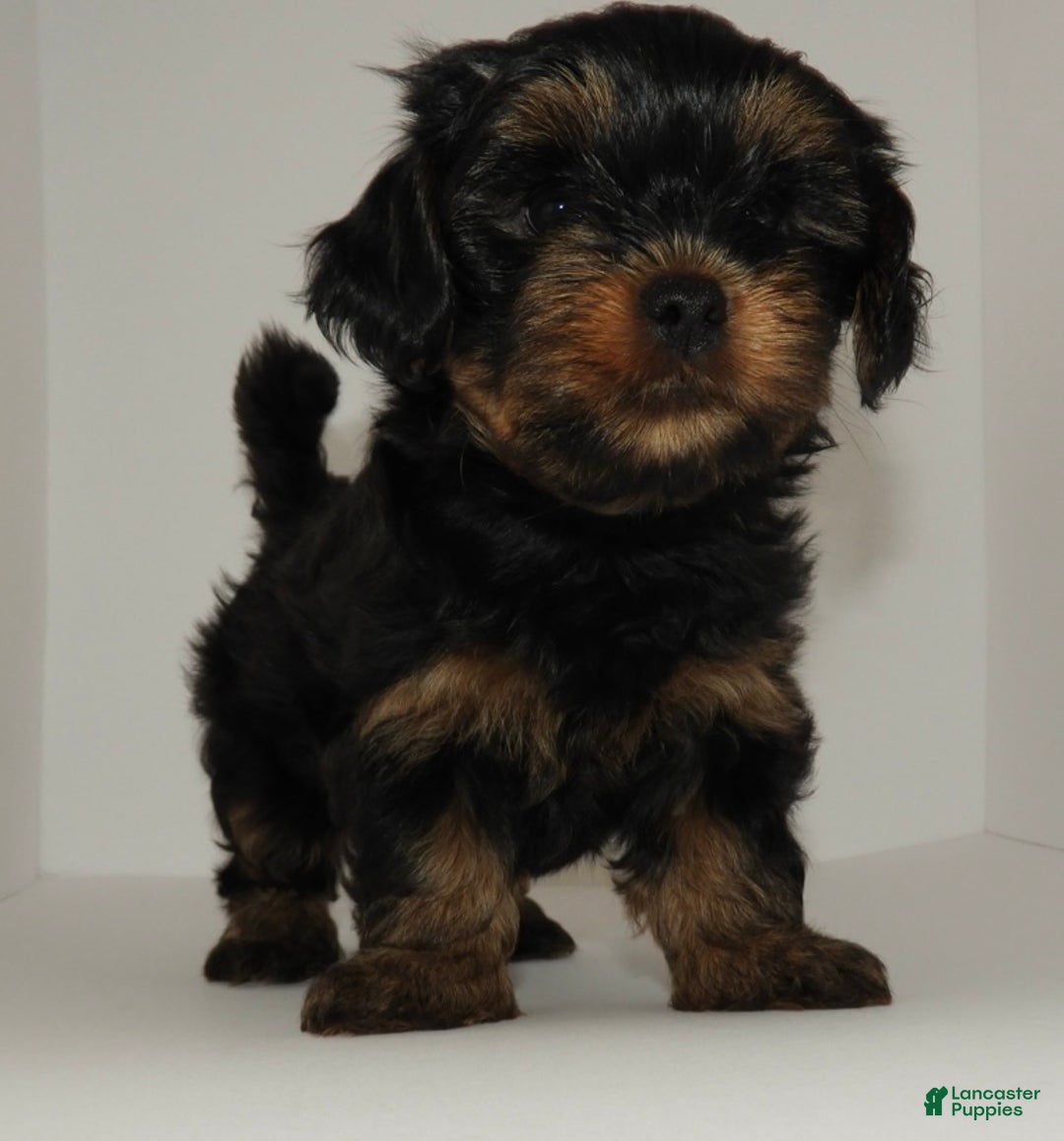 Mixed Breed dogs for sale: Mixed Breed Puppy 3 - Ad 15