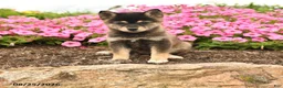 Alaskan Klee Kai dogs for sale: Greta - Ad 1