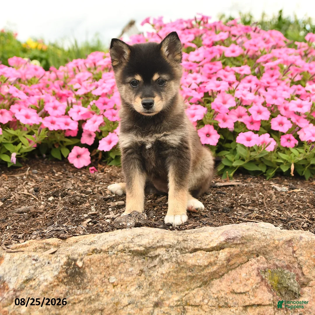 Alaskan Klee Kai dogs for sale: Greta - Ad 1