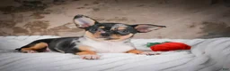 Chihuahua dogs for sale: Abby - Ad 6