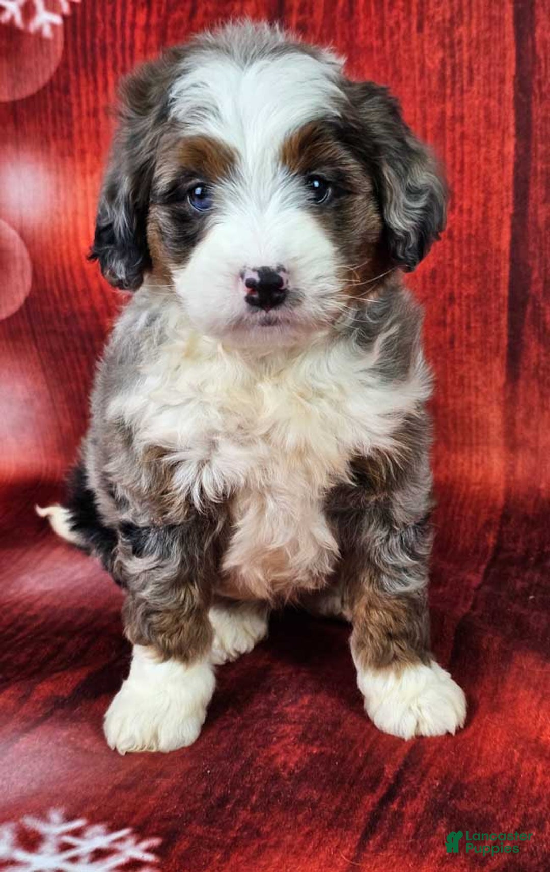Mini Bernedoodle dogs for sale: Huxley - Ad 2