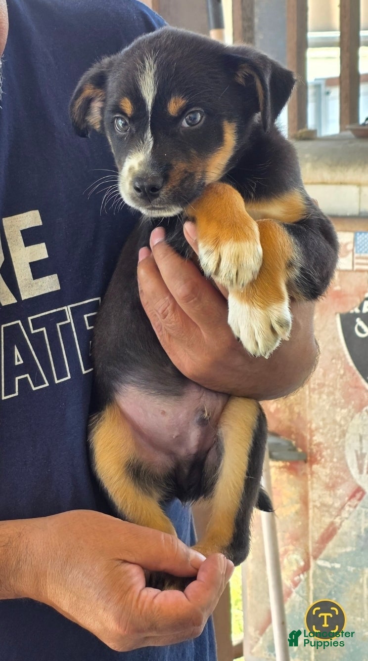 Sheprador dogs Sheprador Puppy 2 - Ad 2