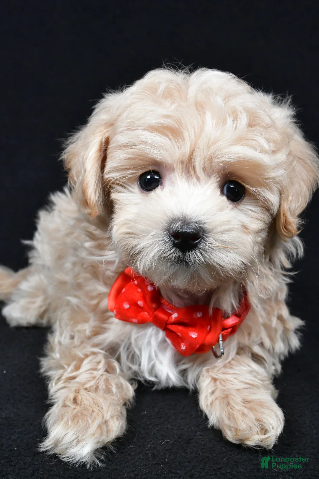 Maltipoo dogs for sale: Joey - Ad 3