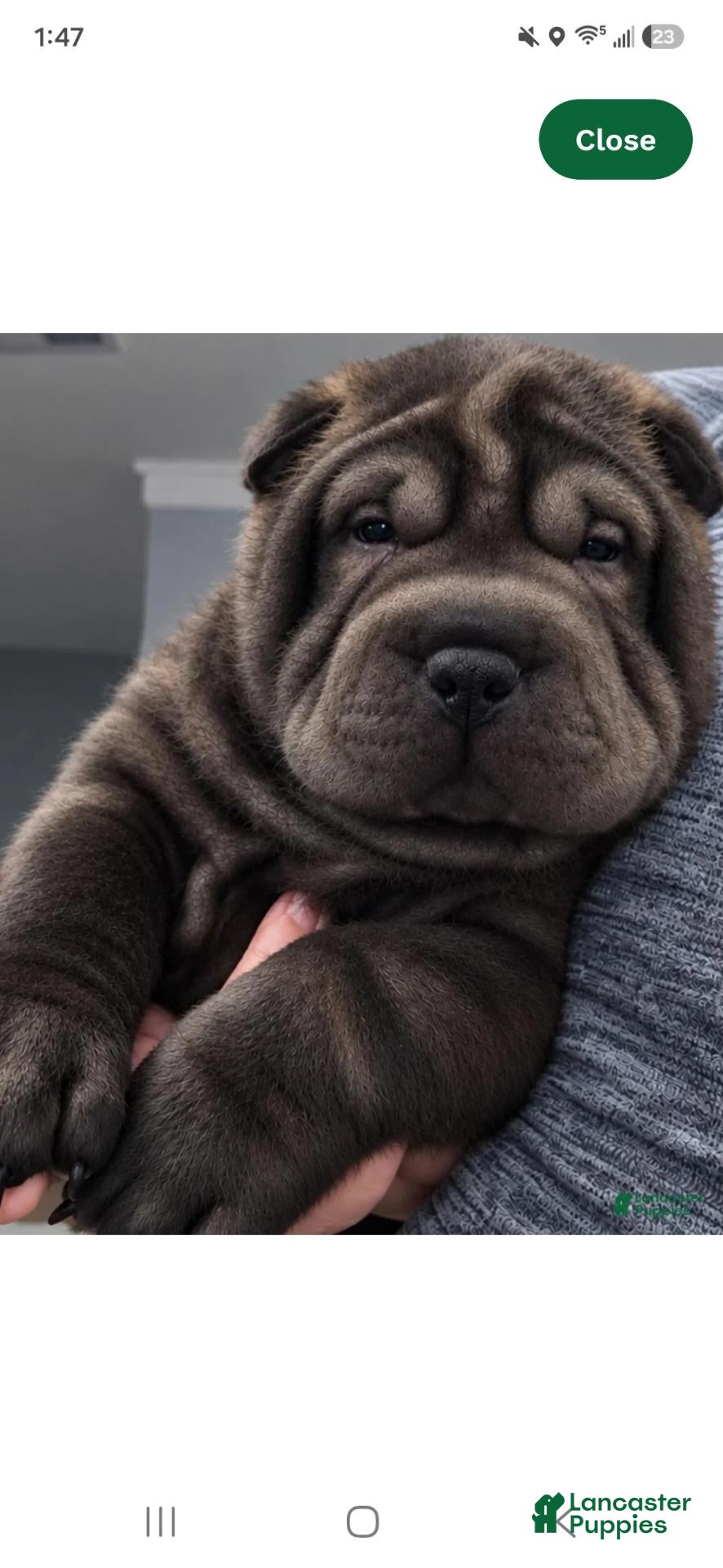 Shar Pei dogs for sale: Spider  - Ad 1