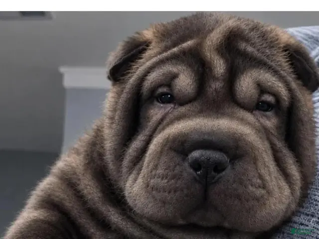 Shar Pei dogs for sale: Spider - Ad 1
