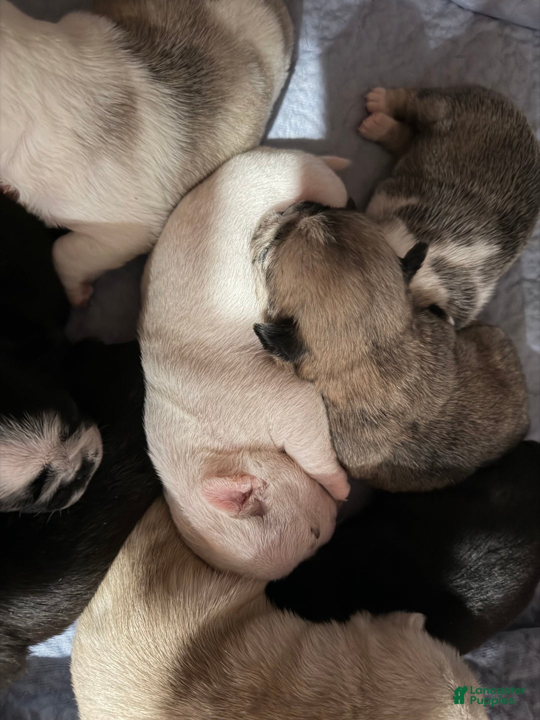 Pug dogs for sale: Piper  - Ad 3