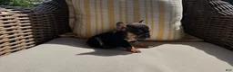 French Bulldog dogs for sale: Coco - Ad 9