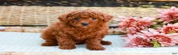 Toy Poodle dogs for sale: Biscuit - Ad 4