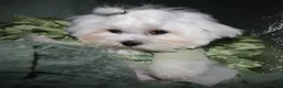 Maltese dogs for sale: Archie  - Ad 6