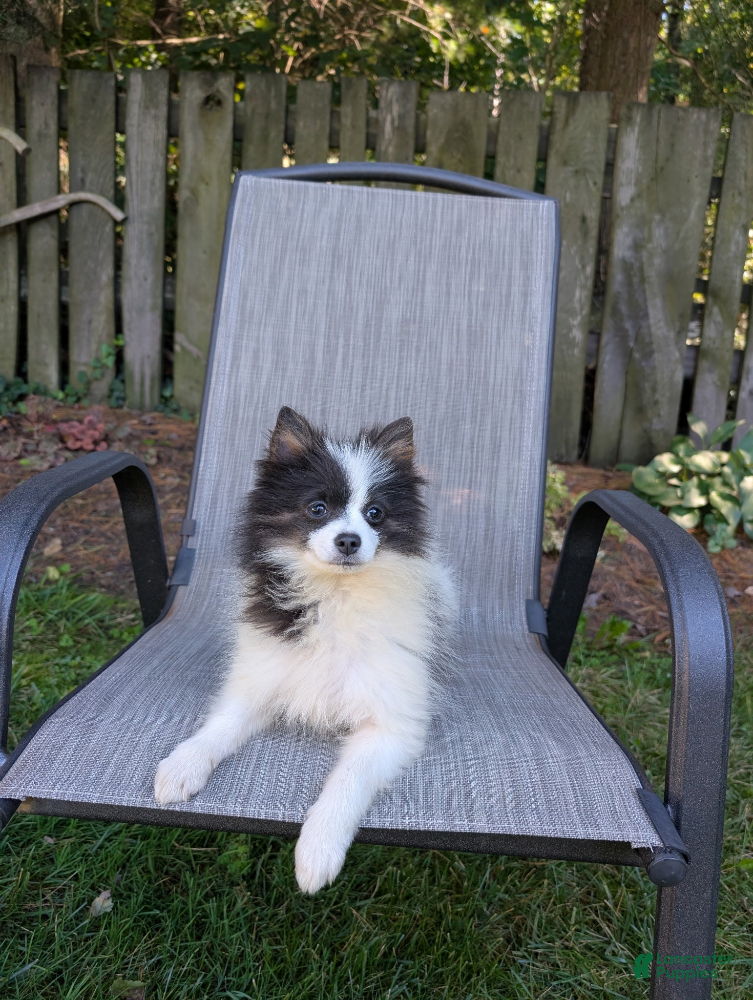 Pomeranian dogs Harmony Blue and White - Ad 1
