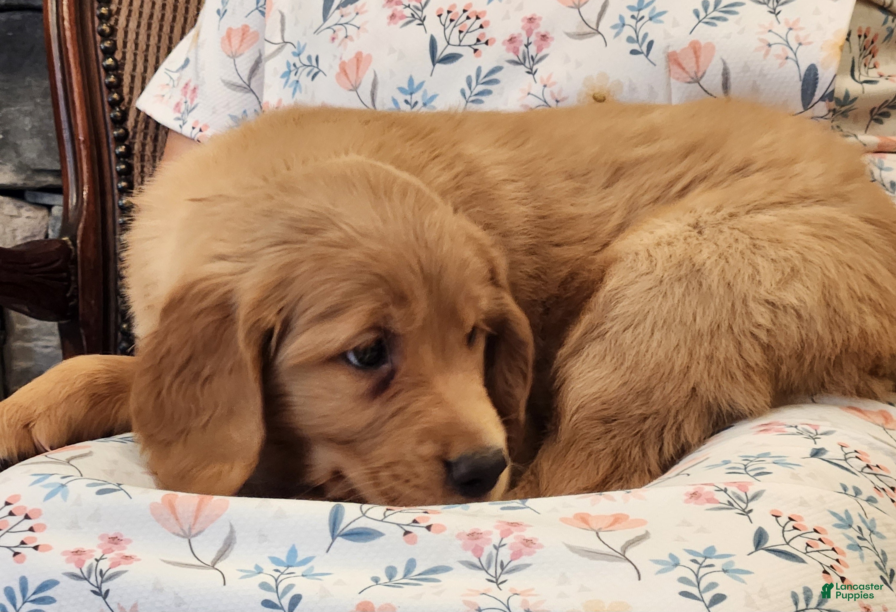 Golden Retriever dogs Piper - Ad 2