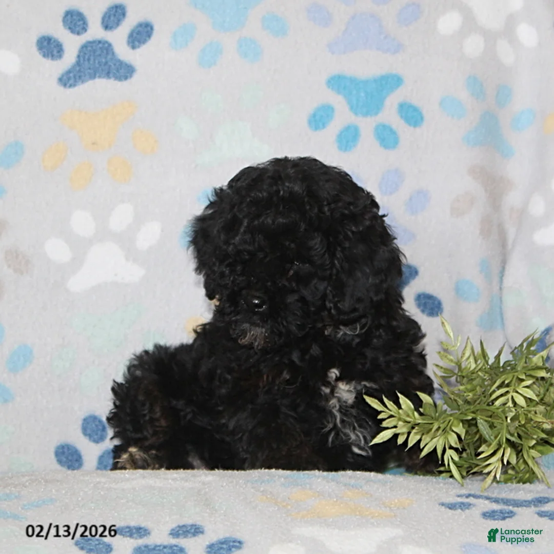 Toy Poodle dogs for sale: Tucker - Ad 4