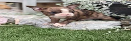 Boston Terrier dogs for sale: Kenny - Ad 4