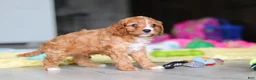 Cavapoo dogs for sale: Wynn - Ad 4