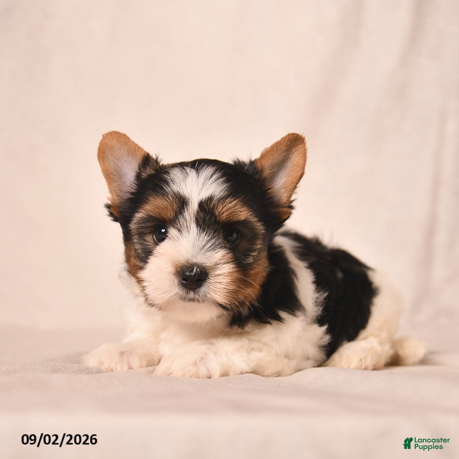 Biewer Terrier dogs Velvet  - Ad 2