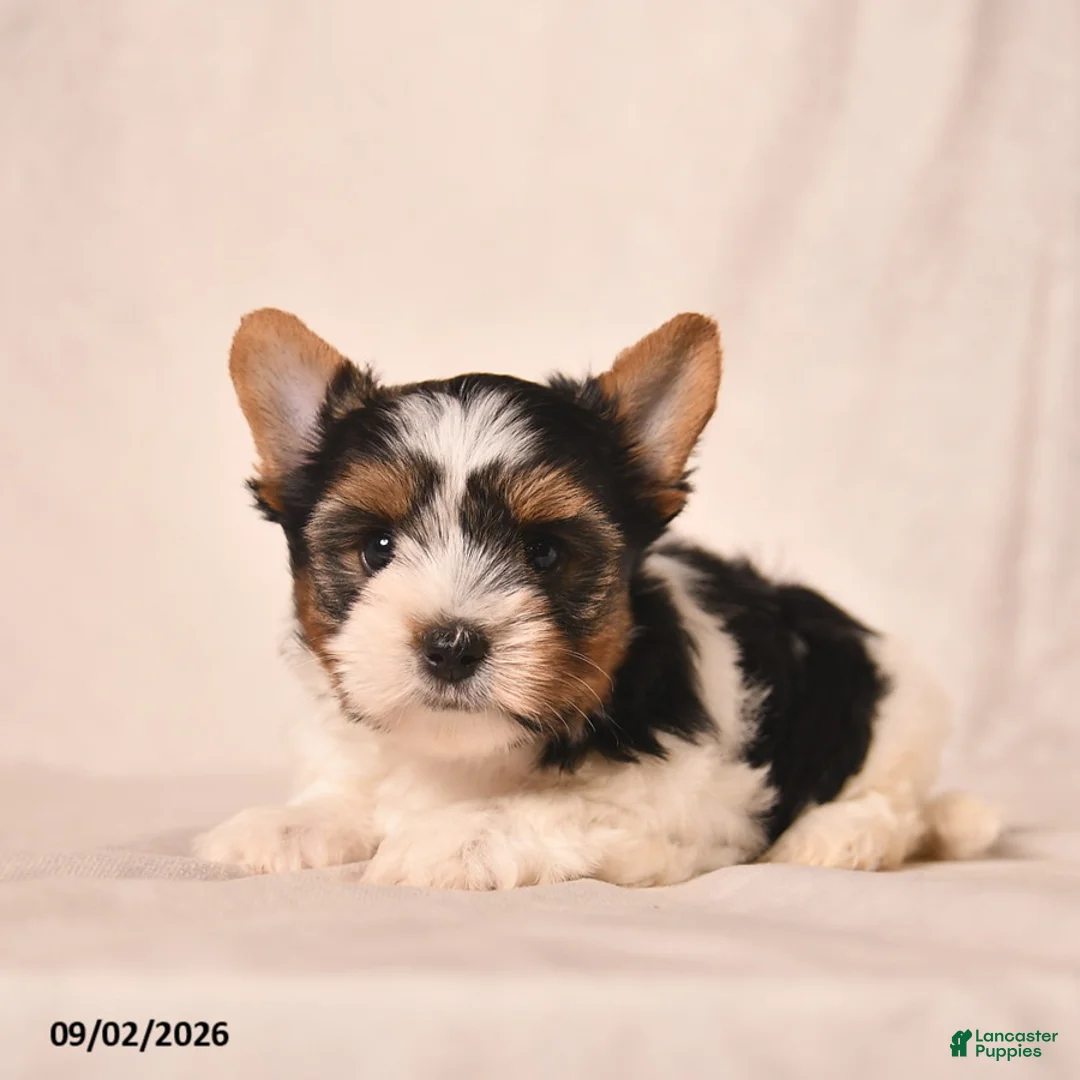 Biewer Terrier dogs for sale: Velvet  - Ad 2